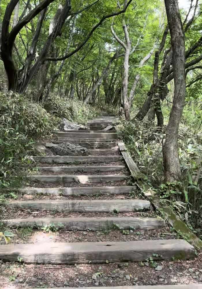 Stairs leading up through a lush forest on the Eoseungsaengak Trail in Hallasan Mountain, Jeju Island