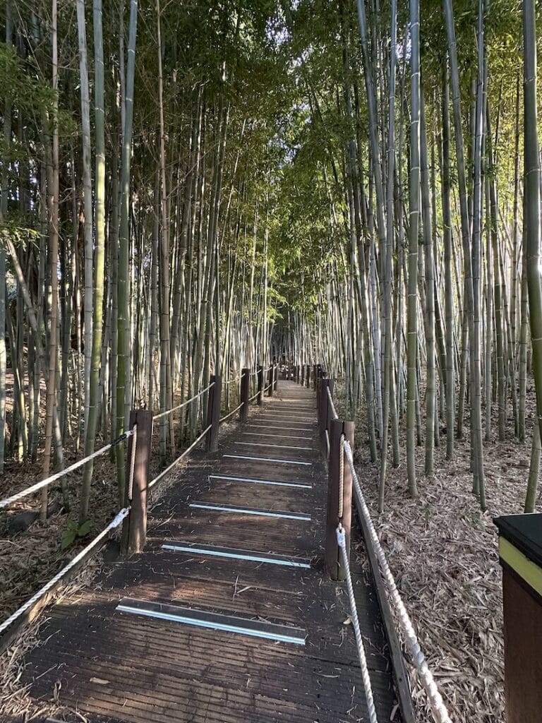 A wooden pathway with rope railings winds through a dense bamboo forest, with tall stalks rising closely on either side. Sunlight filters through the leaves, casting soft shadows across the walkway. Fallen bamboo leaves blanket the forest floor, creating a calm and immersive atmosphere.
